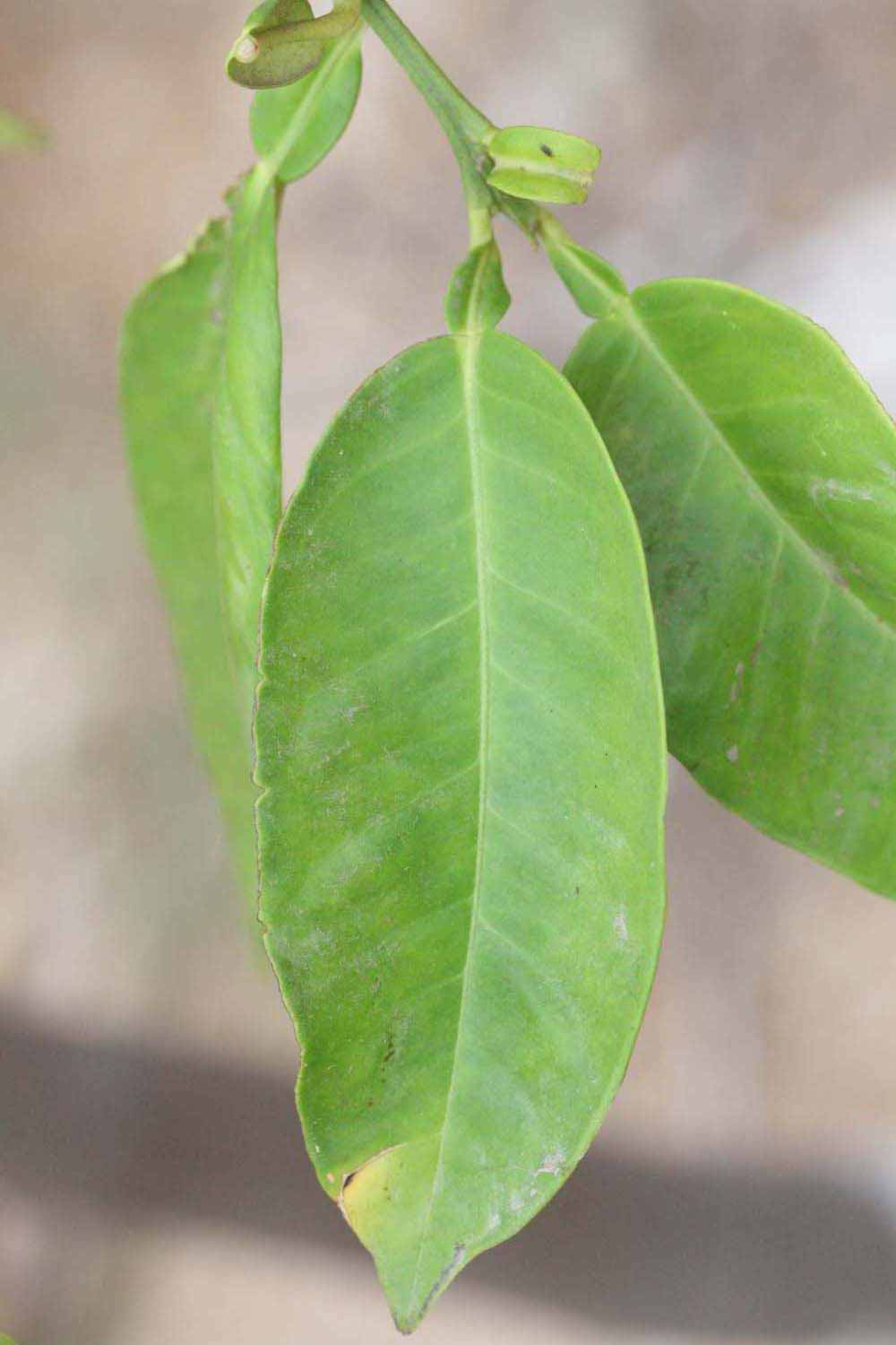              Unifoliolate leaf (Riverside, CA)       